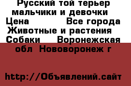 Русский той-терьер мальчики и девочки › Цена ­ 8 000 - Все города Животные и растения » Собаки   . Воронежская обл.,Нововоронеж г.